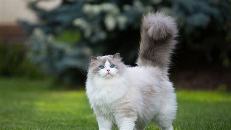 White And Gray Persian Cat Grass Green Blue Eyes 4k Hd