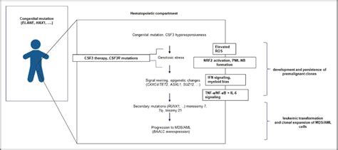 Model Of Leukemic Progression Of Scn Scn Severe Congenital