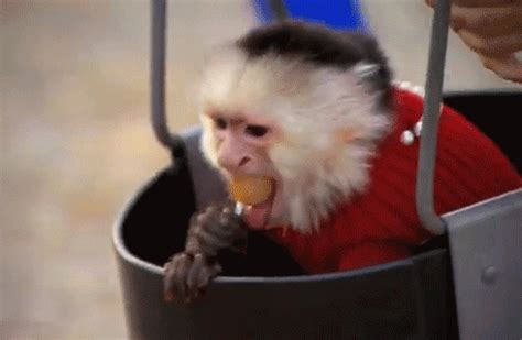 Likegif.com collected a large number of funny gifs，it's free，you can use it for anywhere, if you like, you can share it or tell your friend. Swing Monkey Swing GIFs on Giphy