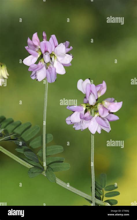 Crown Vetch Securigera Varia Fabaceae Stock Photo Alamy