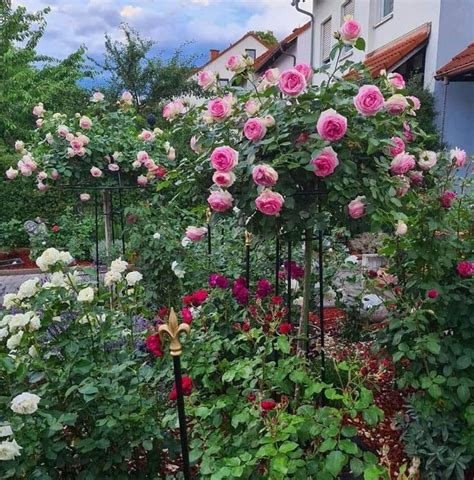 Pin By Natalie Sawaf On Roses، Garden Plants Rose Garden Garden