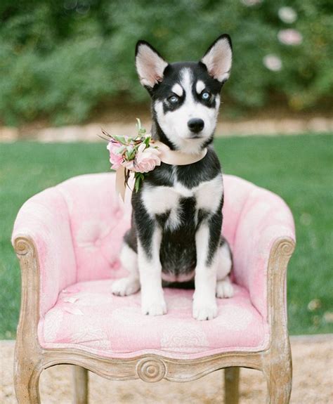 54 Photos Of Dogs At Weddings That Are Almost Too Cute For Words Cute