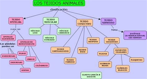Esta es la nueva versión del video introductorio al curso de organización industrial del programa de economía de la universidad tecnológica de bolívar. Resultado de imagen para organizador visual de los tejidos ...