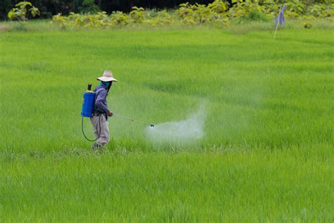 Farmer Spraying Pesticide In The Rice Field Protection Pest 2923715