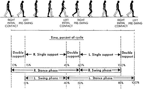 The Normal Gait Cycle Reprinted With Permission From Human Walking By