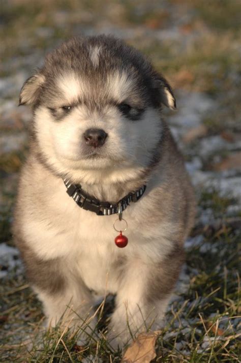 Alaskan Malamute Puppy Puppies For Sale In Ontario Cost Price