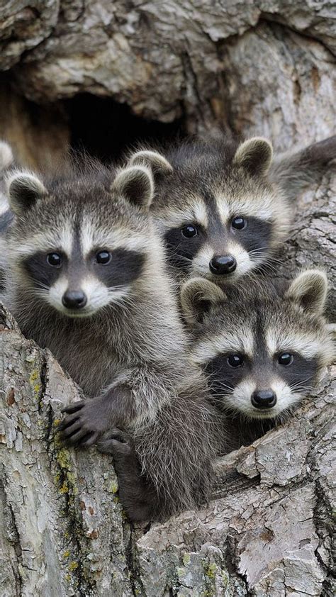 Baby Raccoons Minnesota Cute Animals Cute Baby Animals Animal Pictures