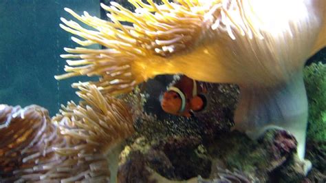 Clownfish And Anemone Symbiotic Relationship Youtube