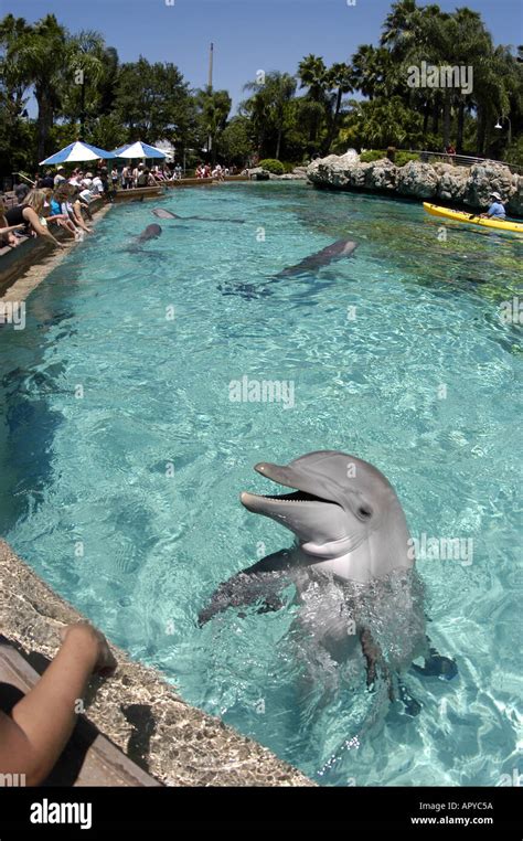 Orlando Fl Seaworld Dolphin Cove People Feeding Dolphins Stock Photo