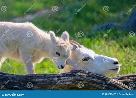 Mother And Baby Dall Sheep In Green Grass With Tree Log White Closeup