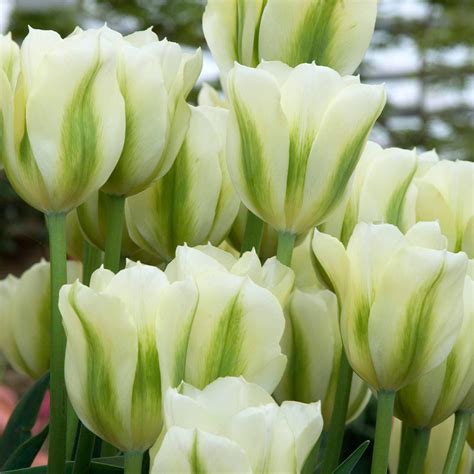 Buy Tulip Spring Green Saver Sized Bulbs At Uk
