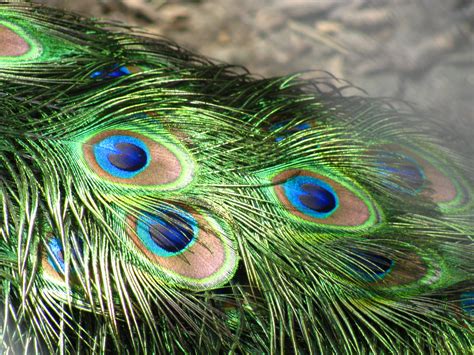 Peacock Feathers | WallPapers