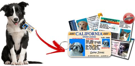 Which pets need to get a tag? Dog Stocking Stuffers The official Pet Driver's License