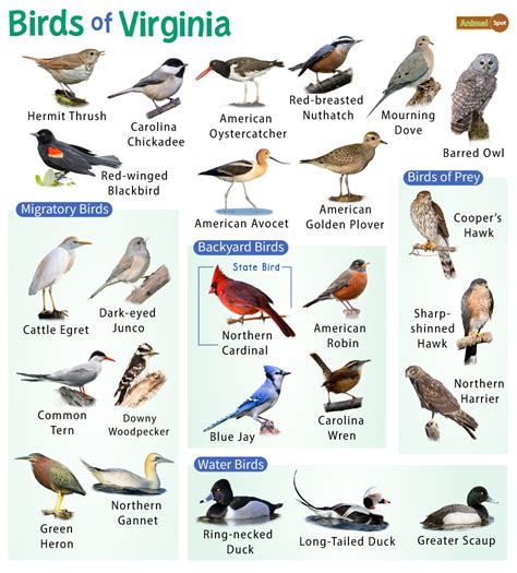 List Of Common Birds Found In Virginia Facts With Pictures