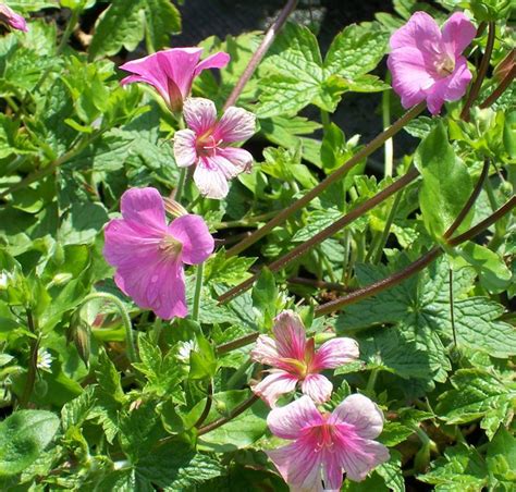 Buy Geranium X Oxonianum Wargrave Pink Cranesbill Online From