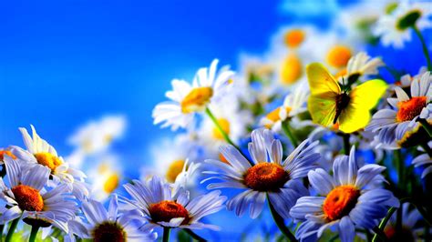 Flowers can dance amazing nature beautiful blooming flower time. Download Natural Flowers Hd Wallpaper Download - Spring ...