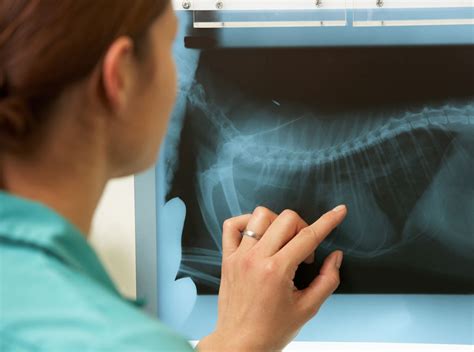 Veterinary Radiology Digital X Rays At Berwick Veterinary Hospital