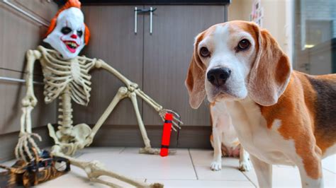 Funny Dogs Vs Skeleton Pennywise It Prank Beagles Louie And Marie Youtube