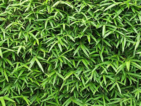 Nj bamboo is the most experienced bamboo removal, containment and maintenance company in new jersey. I need a fast growing hedge for privacy | lovethegarden