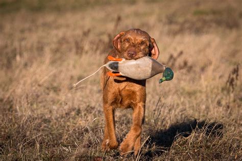 8 Dog Breeds That Make The Best Duck Hunters Silencer Central