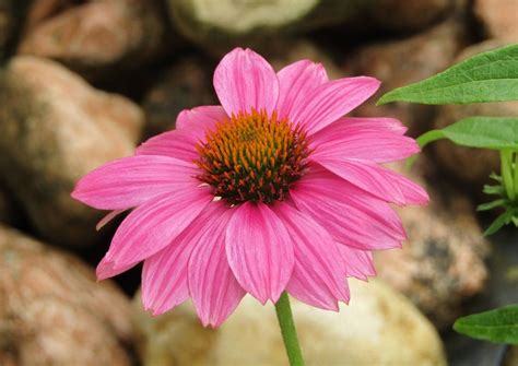 Purple Coneflowers Different Types Plant Varieties And Facts Florgeous