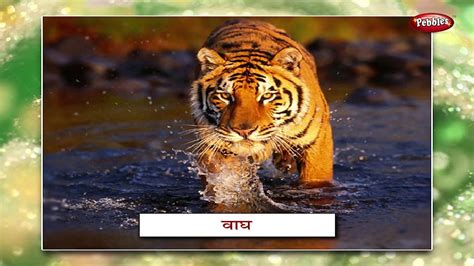 Wild Animals In Marathi Learn Marathi For Kids Marathi Grammar