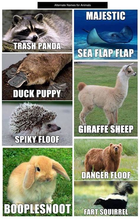 Alternative Animal Names Funny Animal Names Funny