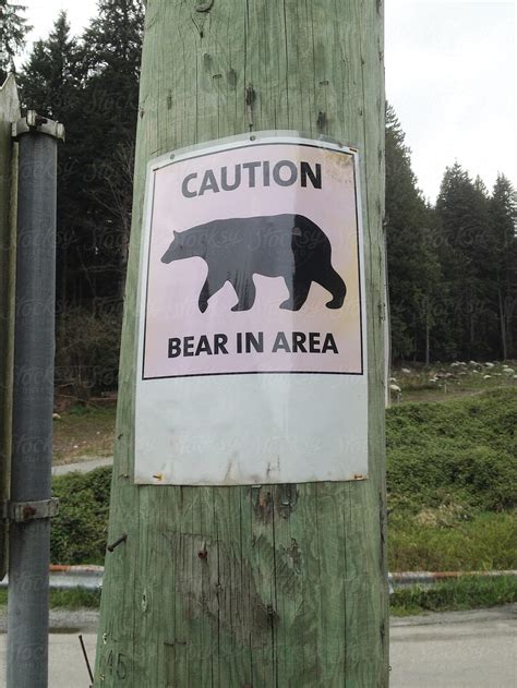 Caution Bear In Area Del Colaborador De Stocksy Ronnie Comeau Stocksy