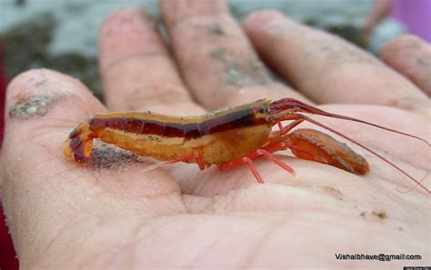 Pistol Shrimp Video Gives Slo Mo Look At Fast Closing Claw Huffpost