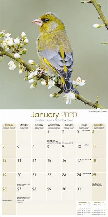 Garden Birds Calendarios De Pared 2022 Consíguelos En Eurposterses