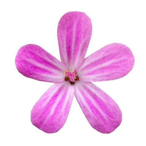 Pink Five Petal Flower Isolated On White Stock Photo Image Of
