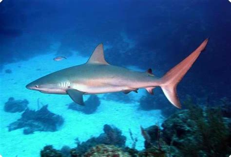 Interesting Shark Facts On The Caribbean Reef Shark