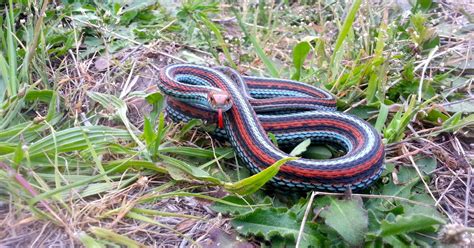 San Francisco Garter Snake Thamnophis Sirtalis Tetrataenia Us