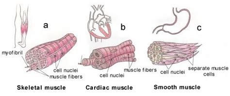 Types Of Muscles Sports Andscience Connection Muscular System