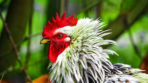 Download Wallpaper 3840x2160 Rooster Bird Poultry Comb Beak 4k Uhd