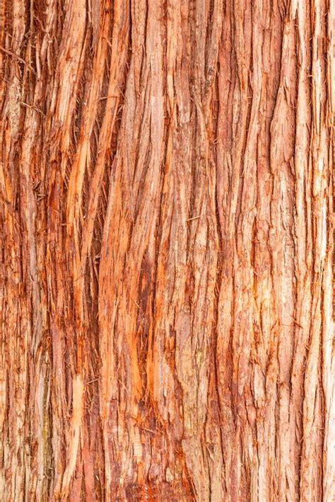 Cedar Tree Cortex Texture Bark Of Red Cedar Tree Stock Photo Image