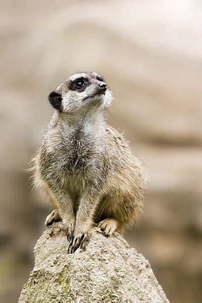 Meerkat Animal Facts Suricata Suricatta A Z Animals
