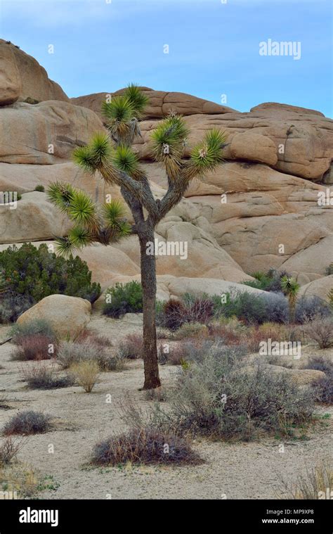 Joshua Tree Monzogranite Rock With Aplitic Vein Jumbo Rocks