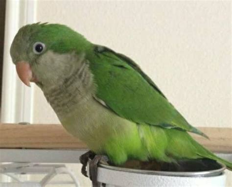 Baby Quaker Parrots Talking Birds For Sale In Austin