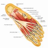 Intrinsic Core Muscles Images