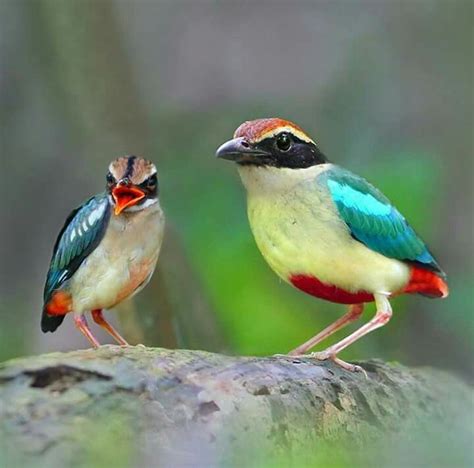 Two Colorful Birds Sitting On Top Of A Tree Branch Next To Each Other