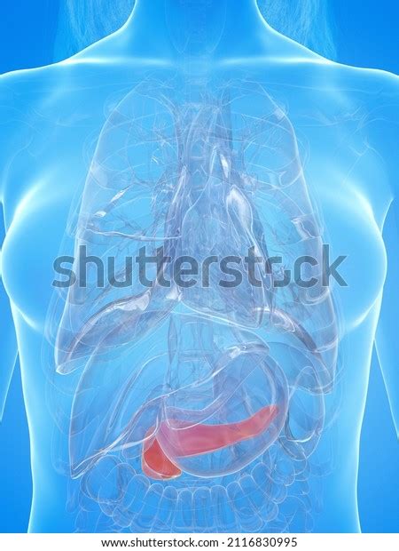 3d Rendered Illustration Female Pancreas Stock Illustration 2116830995
