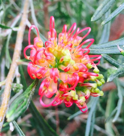 Australian native Grevillea Winpara | Australian plants, Plants, Australian