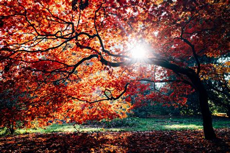 Trees Sun Autumn And Fall Hd 4k Wallpaper And Background