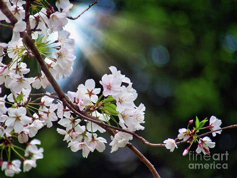 Shining Spring Blossoms Photograph By Amy Dundon Fine Art America