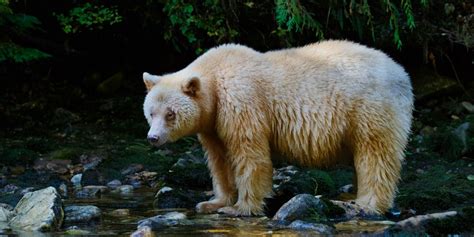Searching For The Spirit Bear In British Columbias Great Bear Rainforest