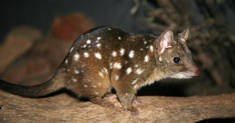 Western Quoll And Brushtail Possum Populations Survive Three Year