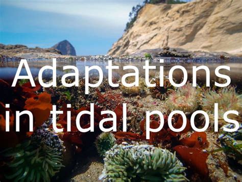 Adaptations In Tidal Pools Ks3 Science Teaching Resources