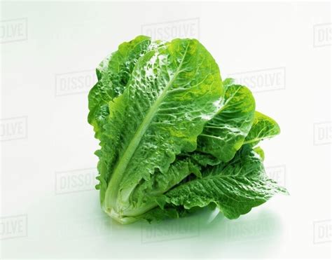 Romain Lettuce Stock Photo Dissolve