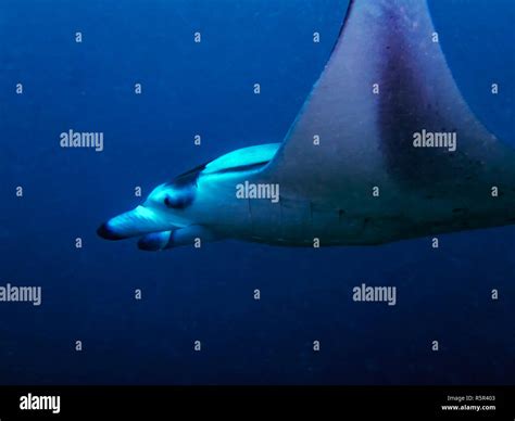 A Giant Oceanic Manta Ray Manta Birostris In The Indian Ocean Stock